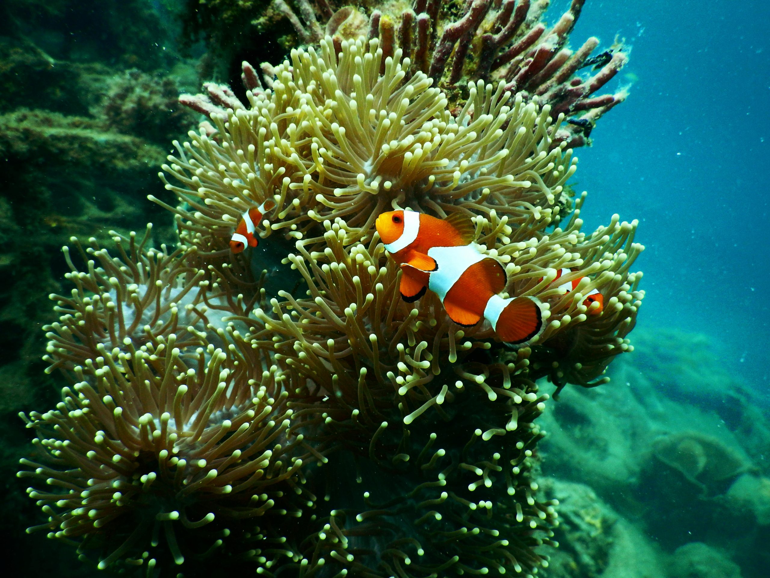 Animals That Can Change Their Sex – Nature’s Switch
